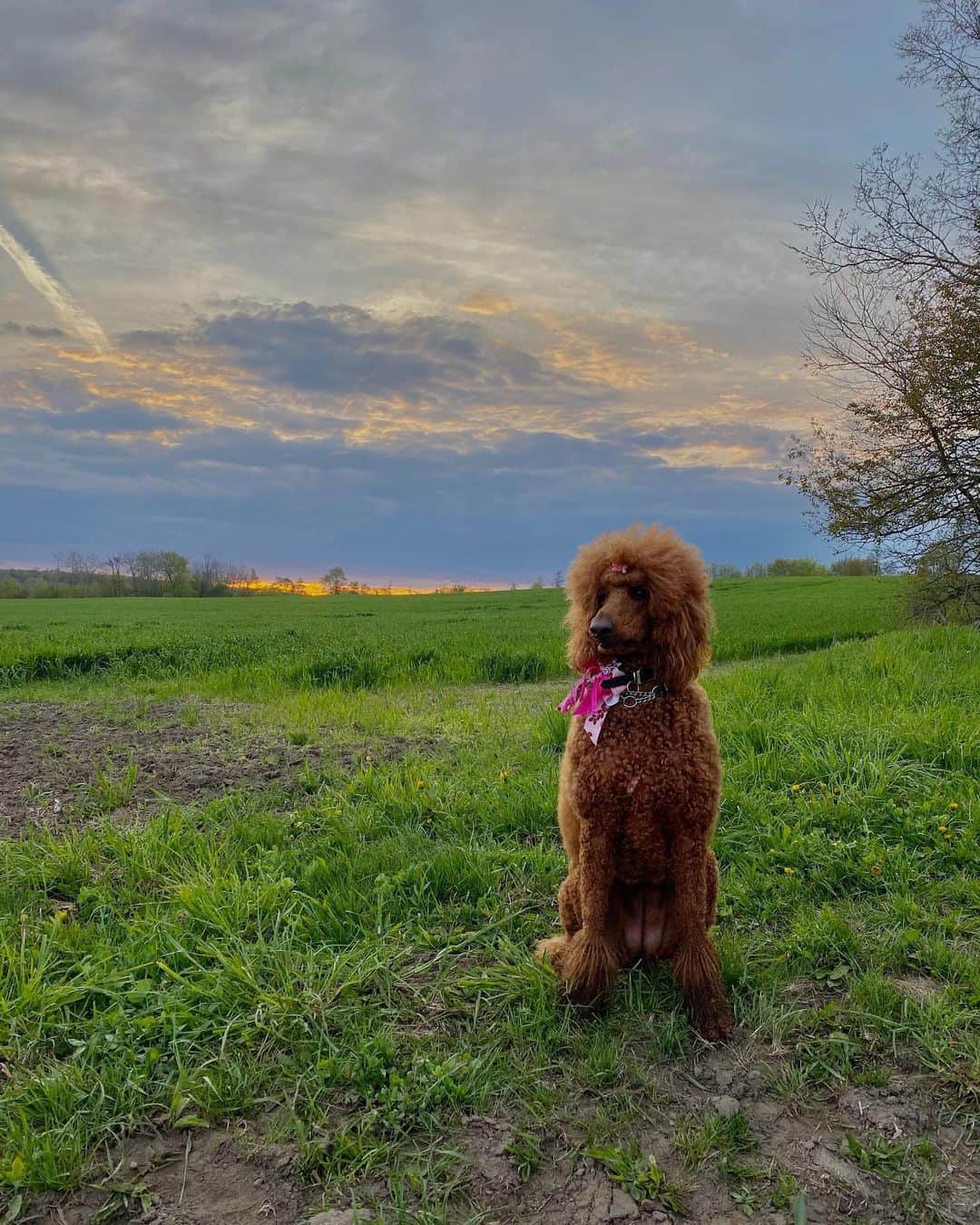 standard red poodle