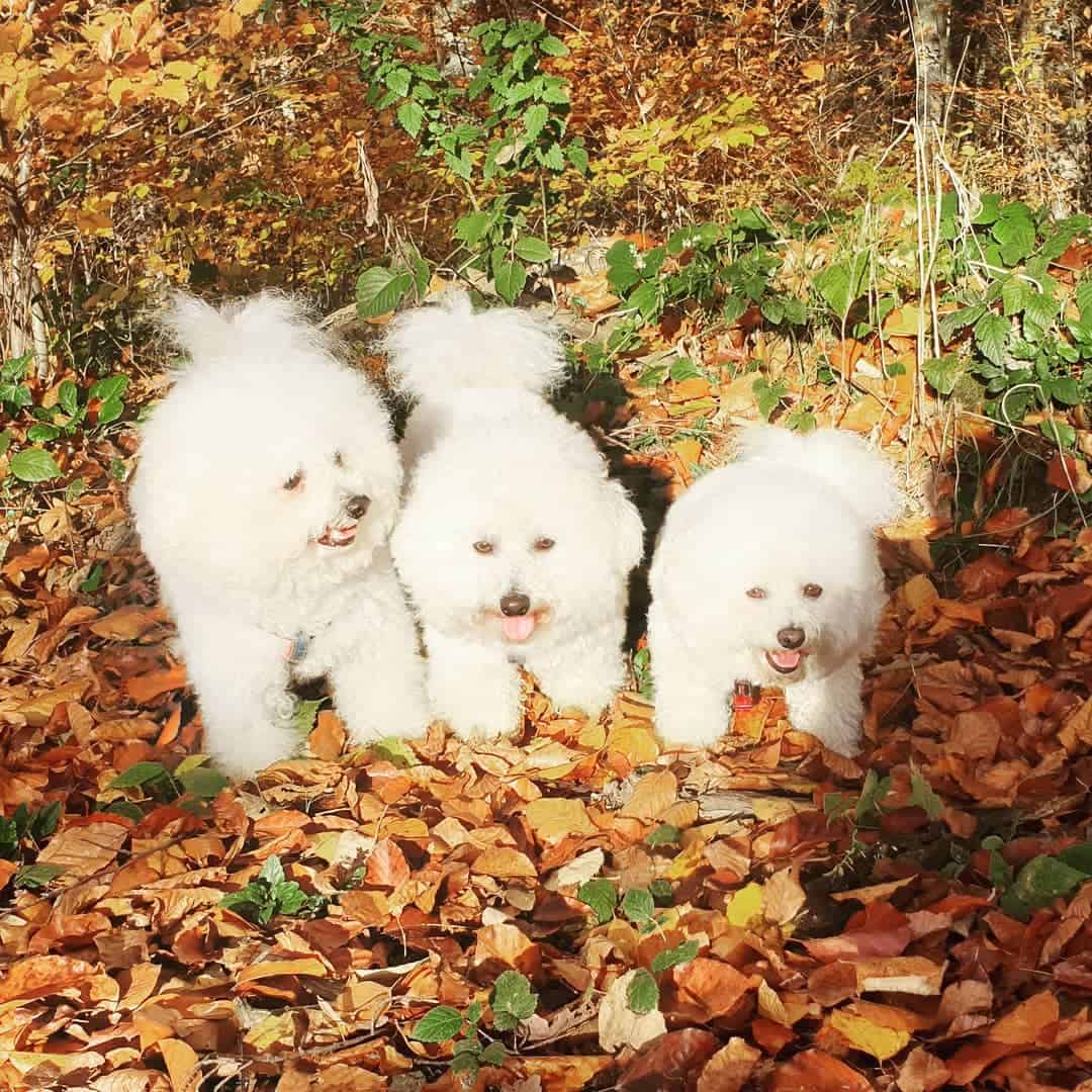 three cute bichon frise dogs