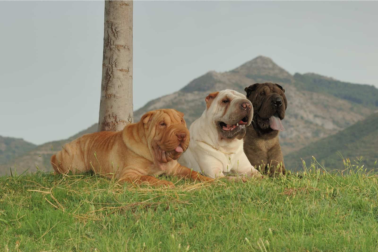 three shar pei dog purebred with different colors