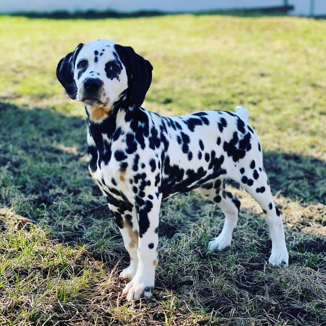 tri color dalmatian