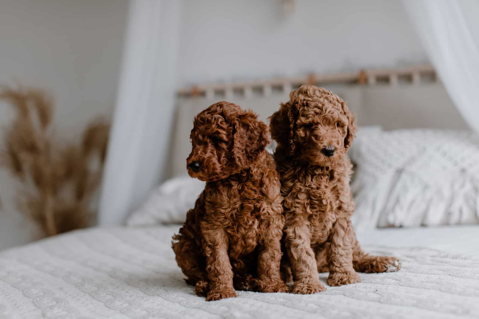 two Red cute poodle puppies