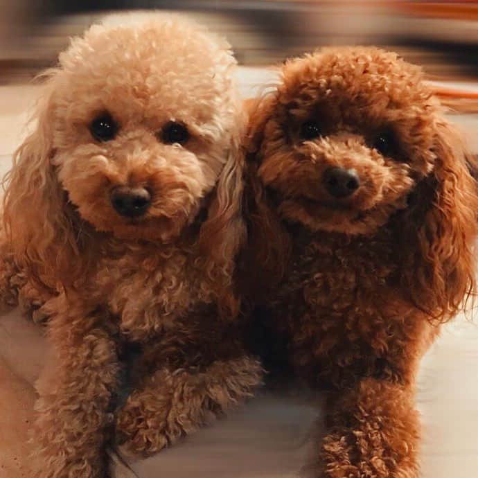 two cute toy poodles