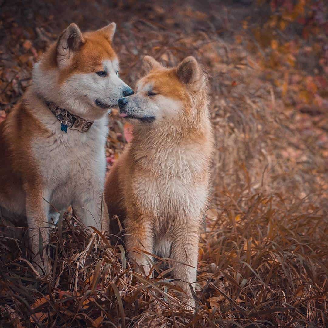 two long coat akitas