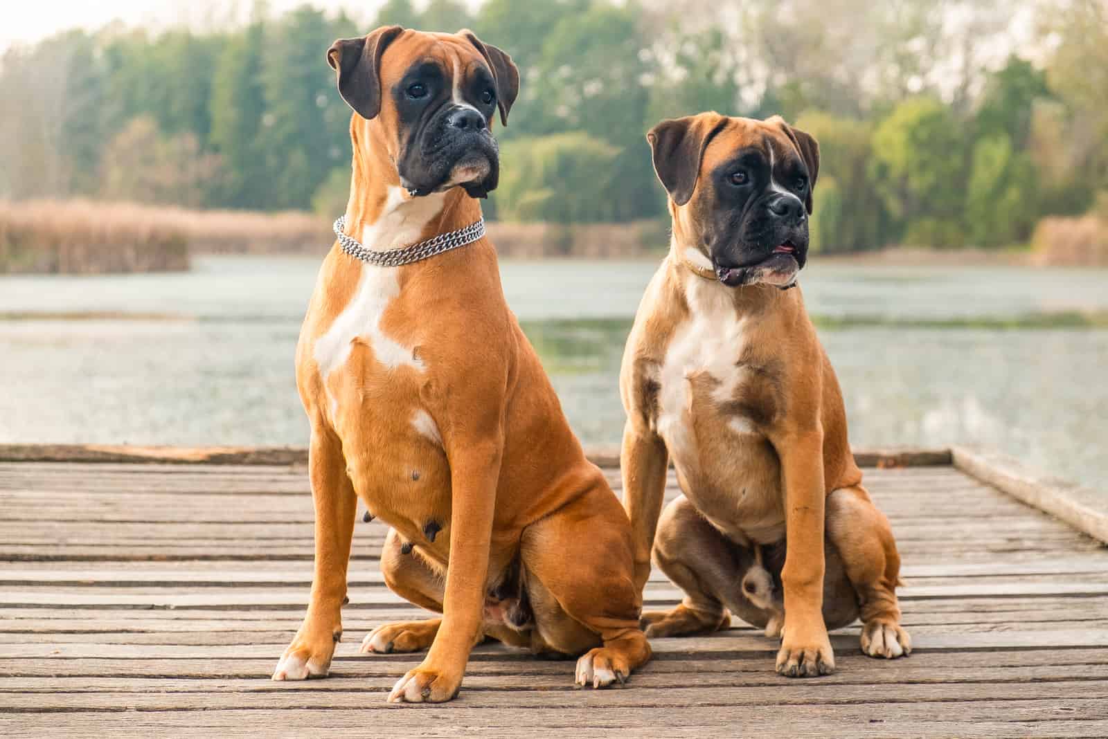 two very smart and playful boxers