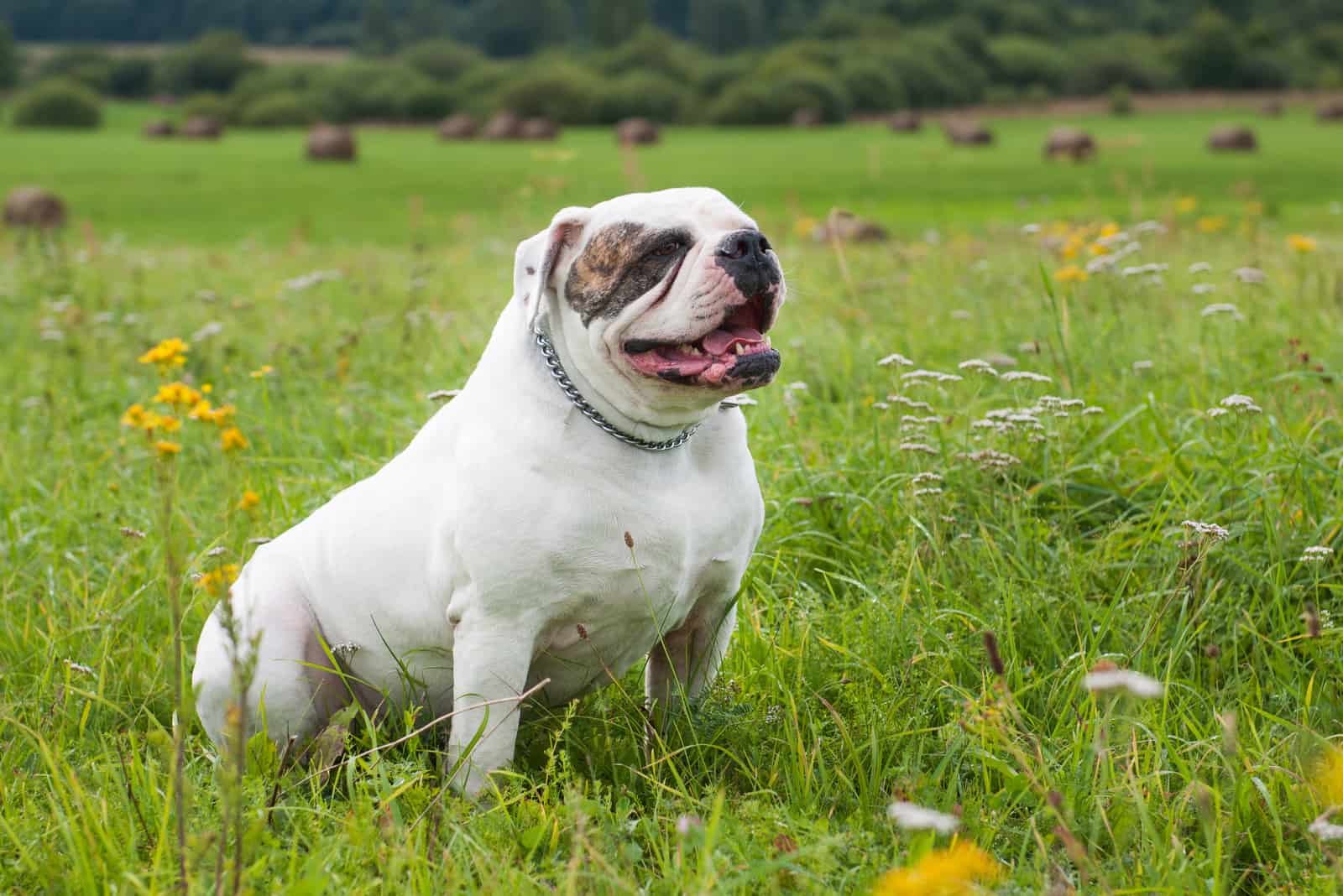 white American Bulldog on the field