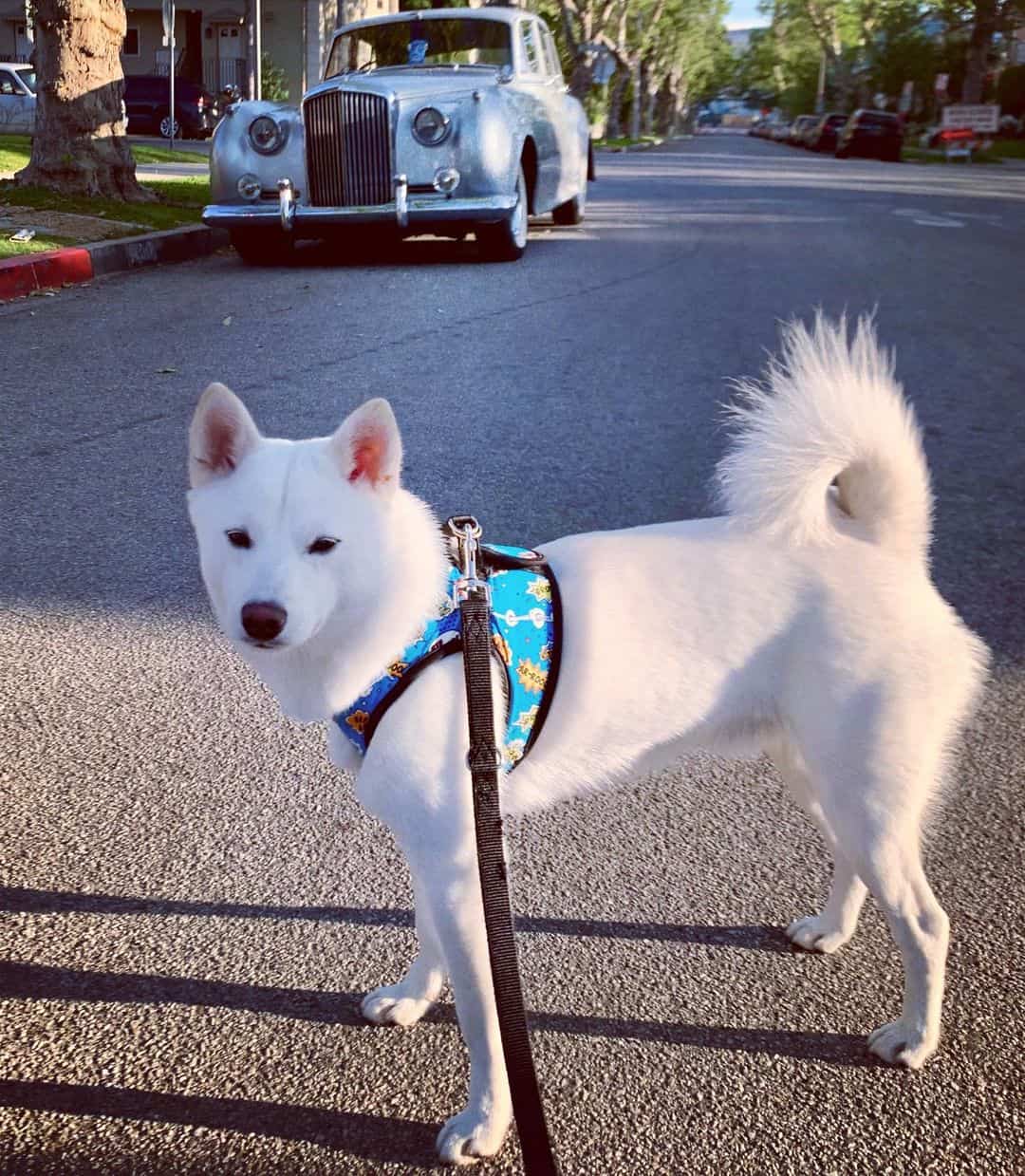 white Husky Inu dog on the street