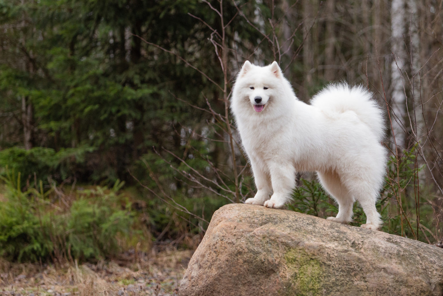 Samoyed Cost A Guide To Buying And Caring For Samoyed Dogs