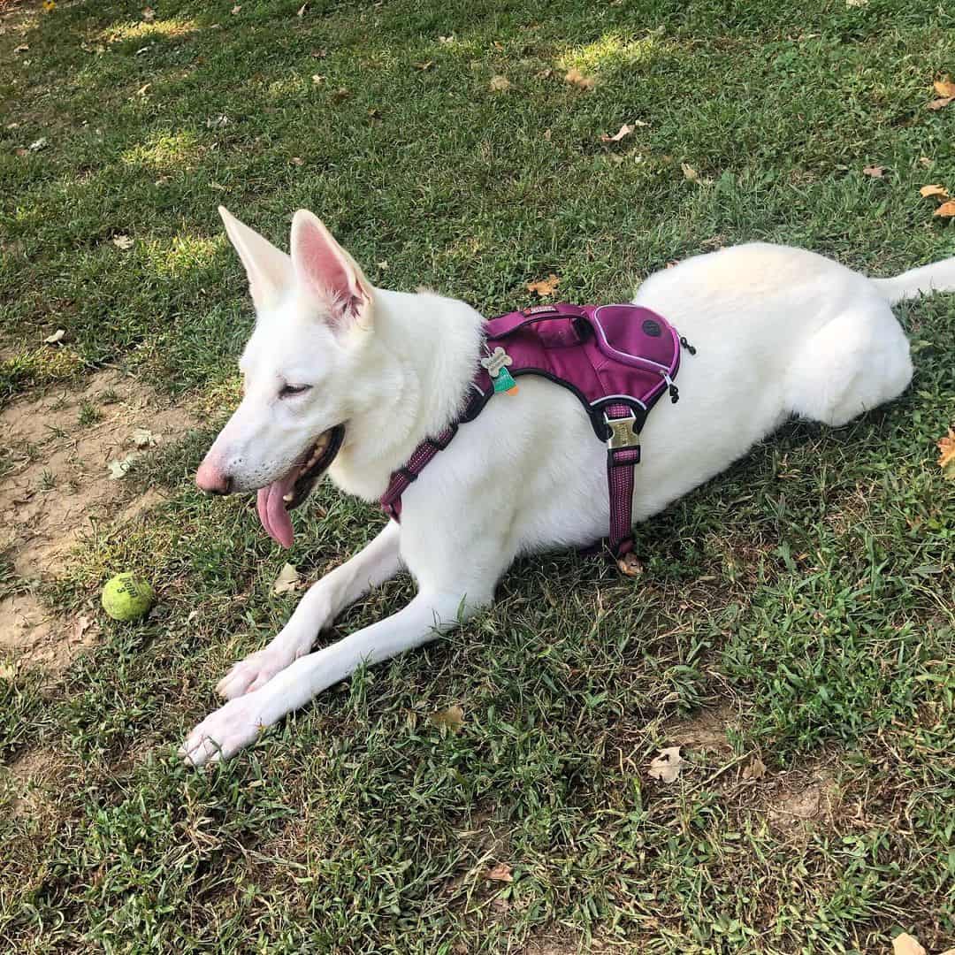 white belgian malinois