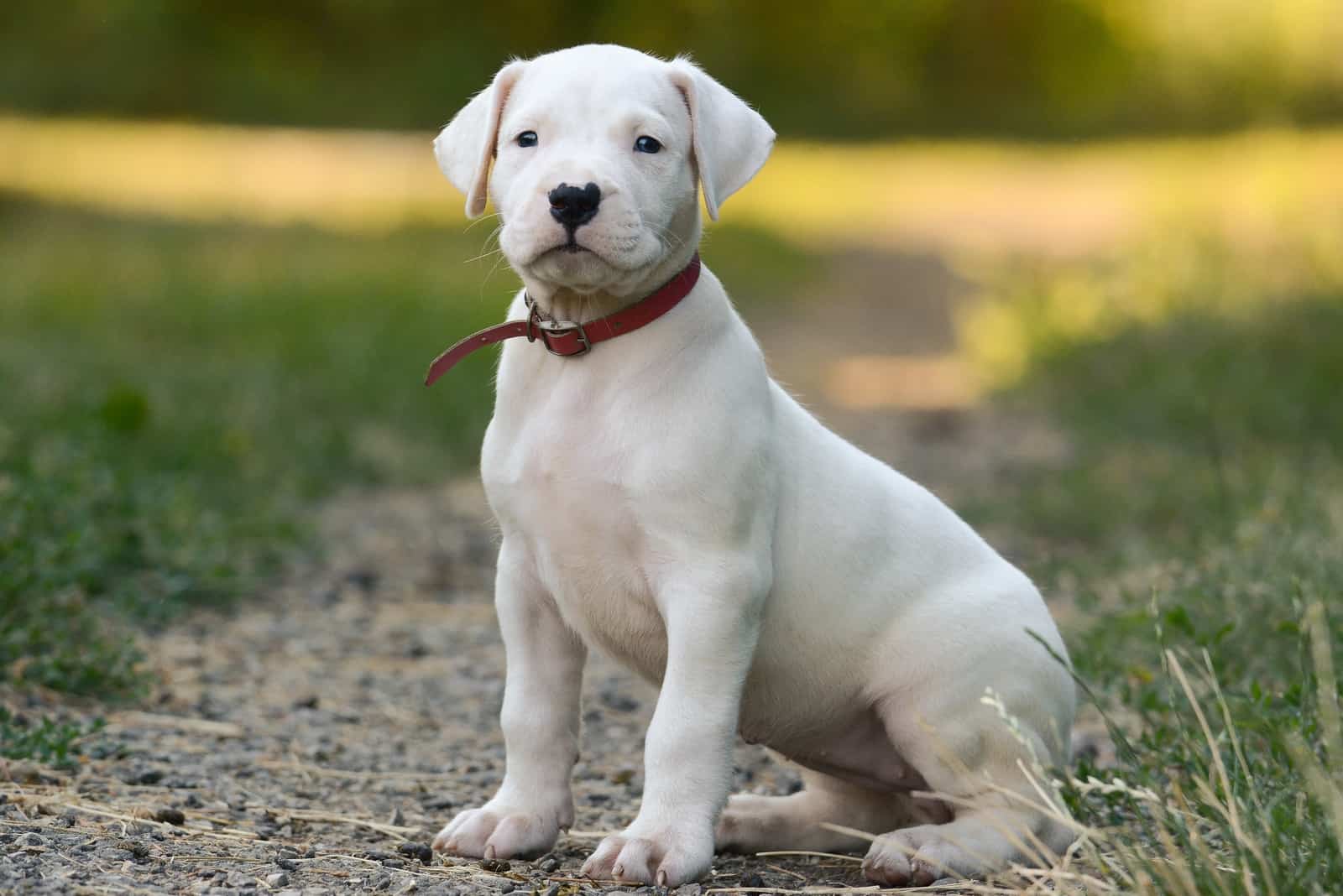 cucciolo bianco Dogo Argentino seduto all'aperto