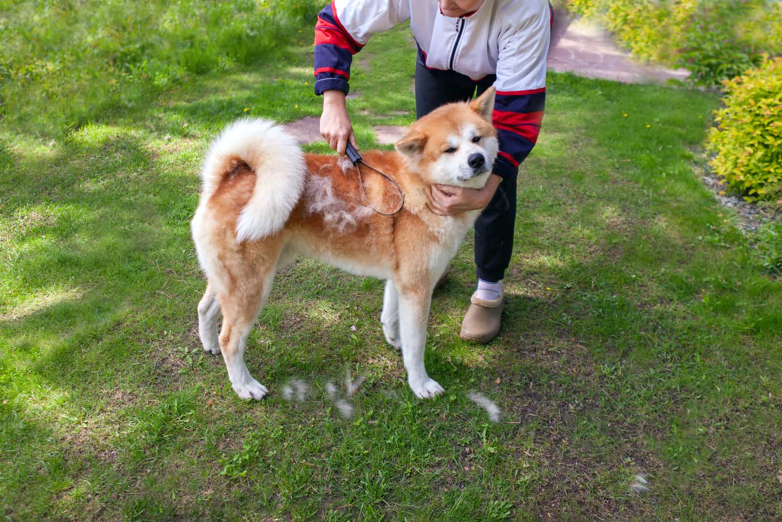 woman brushing dog akita inu
