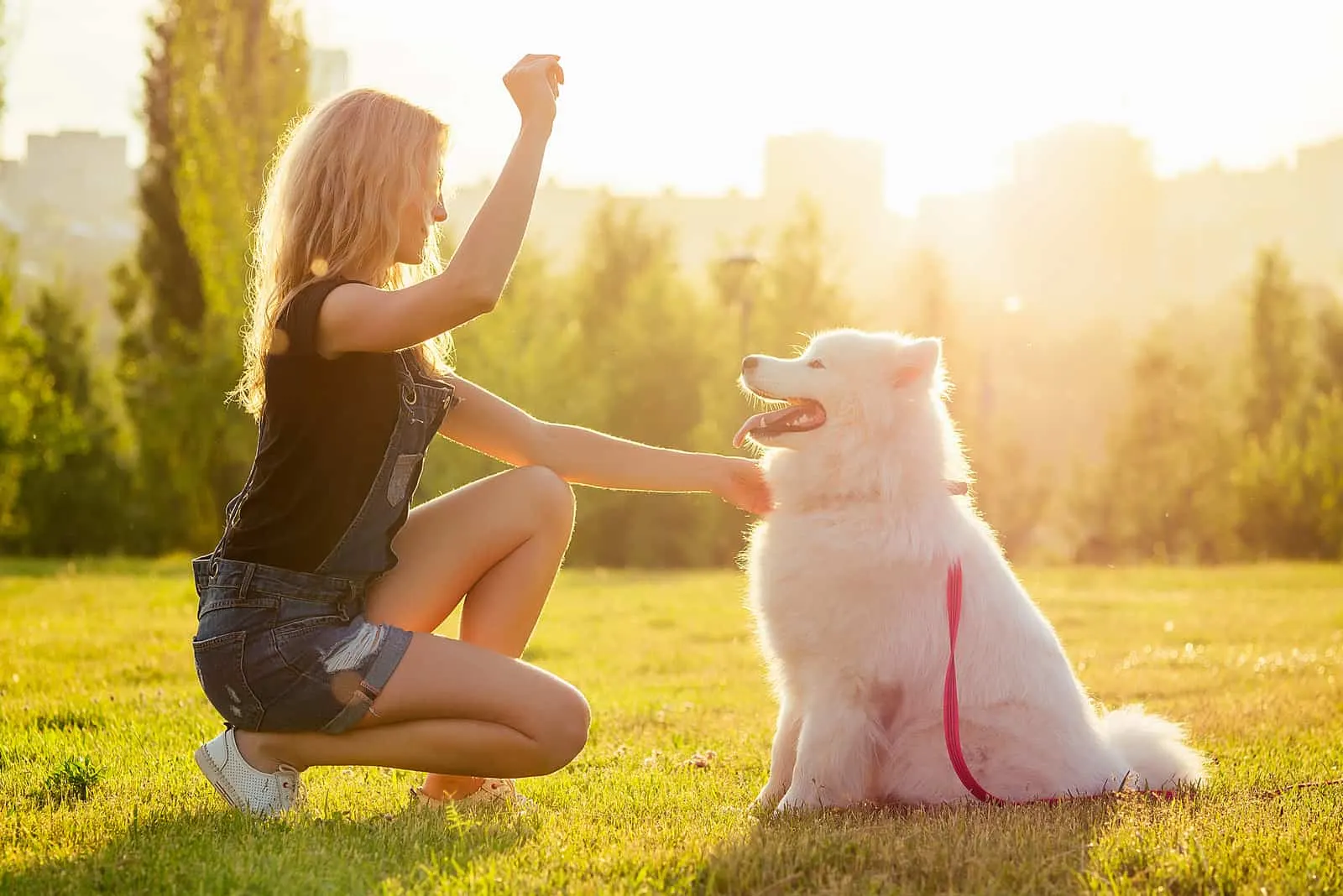 woman training a white fluffy cute samoyed dog