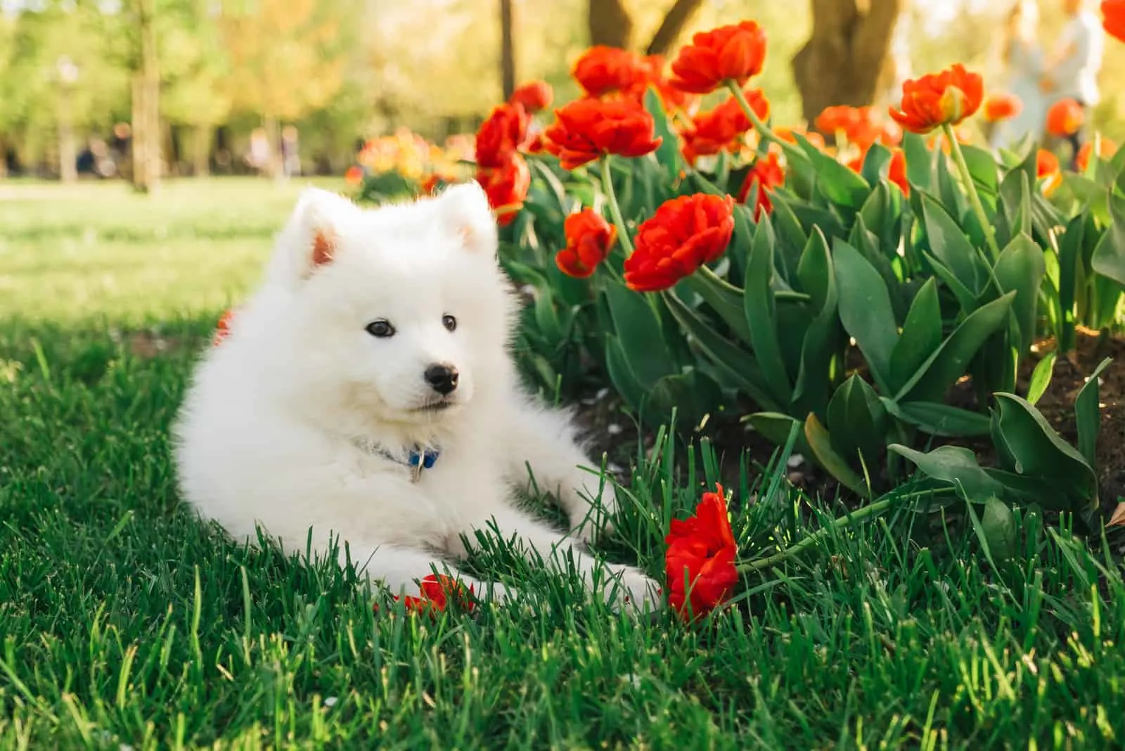 wonderful Samoyed puppy sits on the green grass
