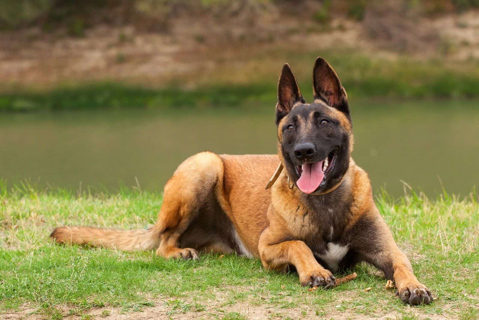 young Belgian Malinois puppy in the park fields sitting near the lake