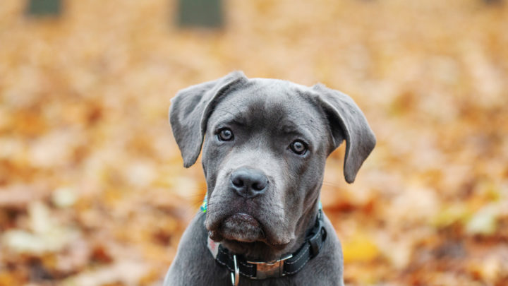10 Best Cane Corso Breeders – Why Do Breeders Matter?