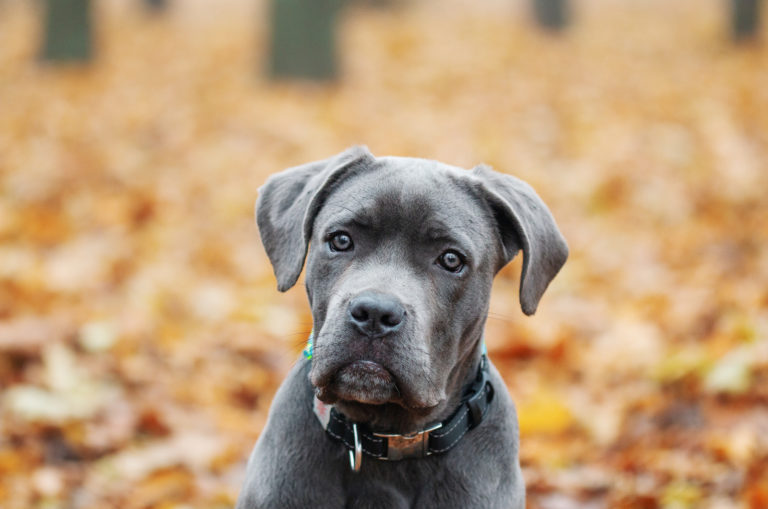 cute cane corso puppy in nature