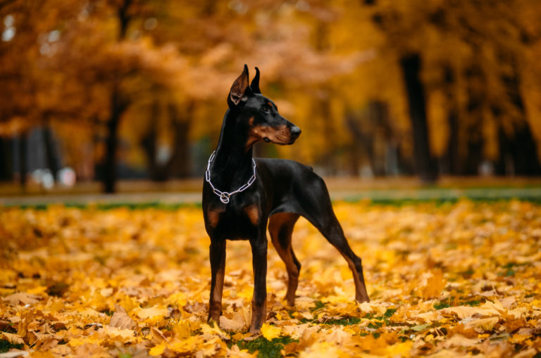 doberman standing in the park