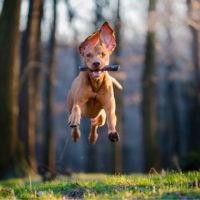 hunting dog jumping in woods