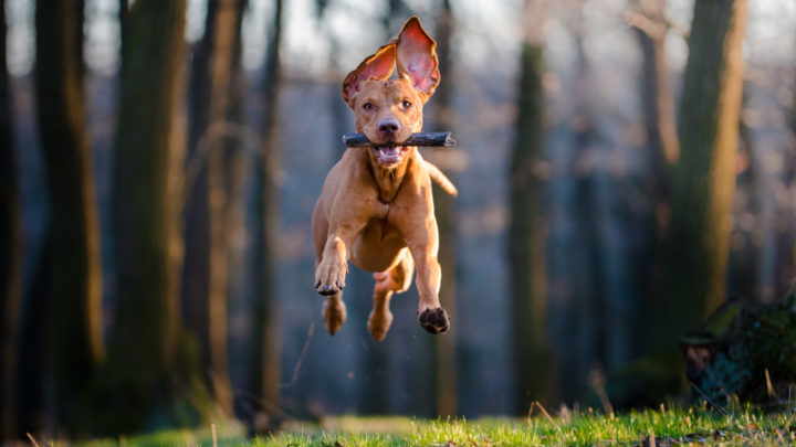 100+ Hunting Dog Names – Best Names For Your Field Companion