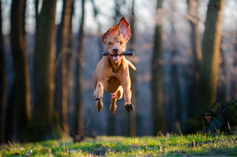 hunting dog jumping in woods