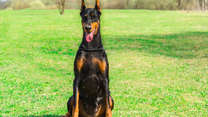 15 Best Dog Food for Doberman: Brands Your Pooch Will Adore!