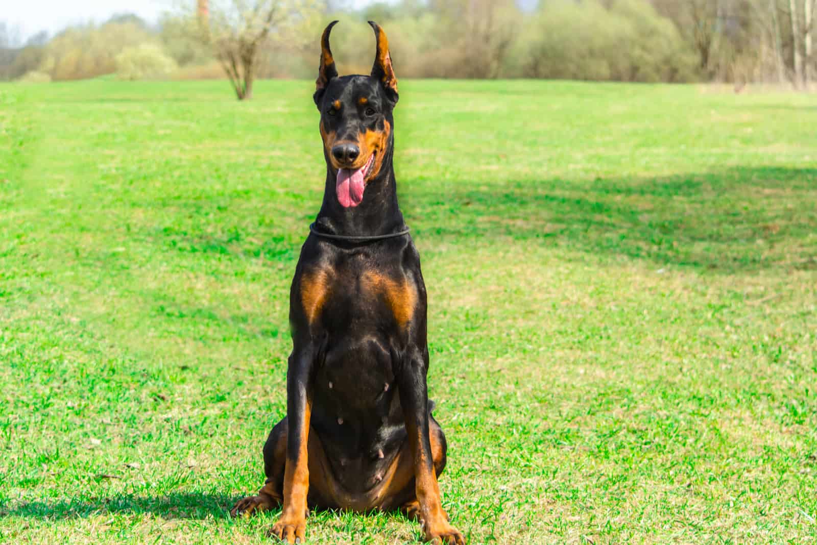 the doberman is sitting on the grass