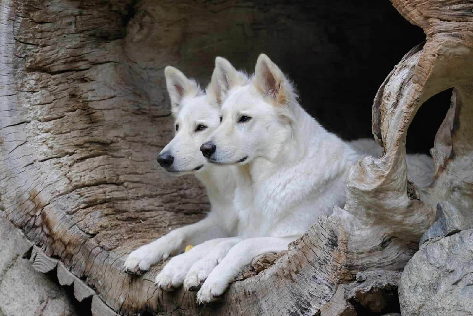 2 white german shepherds inside a big hole in a log