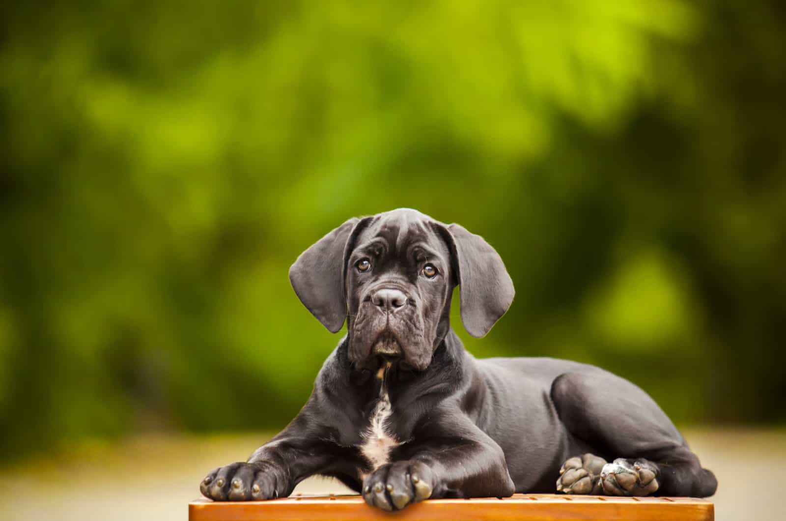 cane corso puppy posing against green background