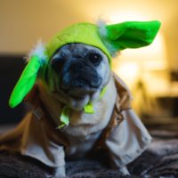 pug wearing yoda ears