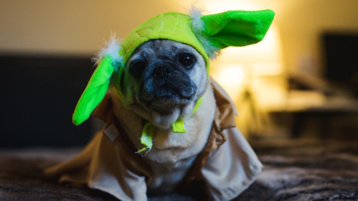 75+ Star Wars Dog Names: Names From The Galaxy Far, Far Away