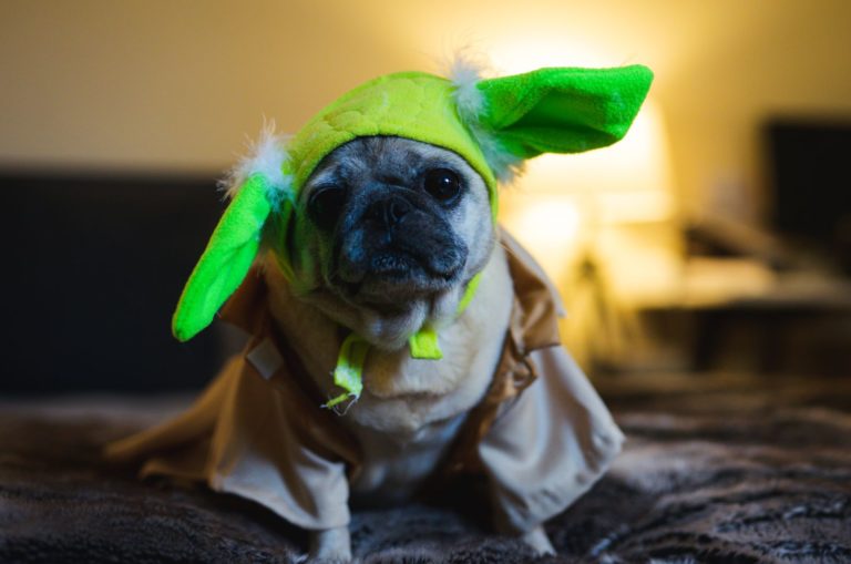 pug wearing yoda ears