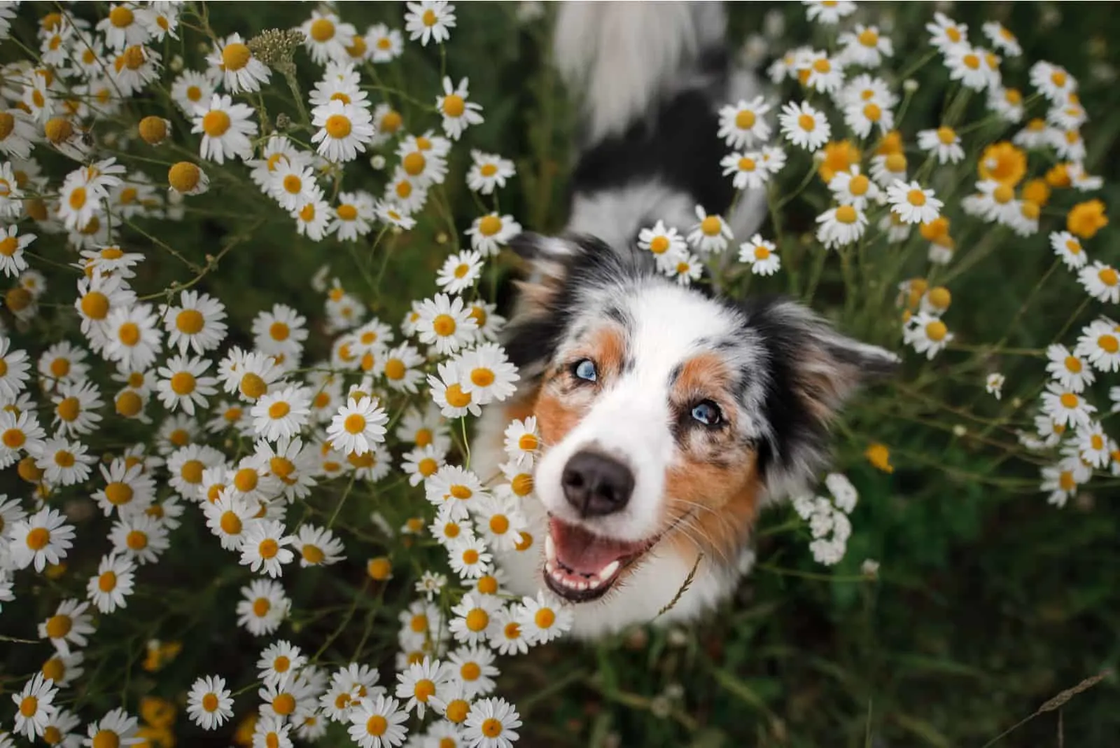 A happy dog in flowers