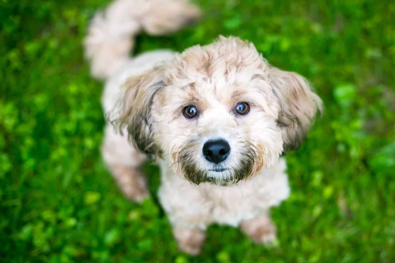 A small Poodle mixed breed dog sitting and looking up at the camera