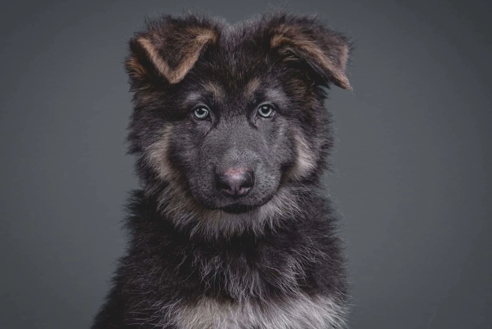 Adorable German Shepherd puppy with blue eyes