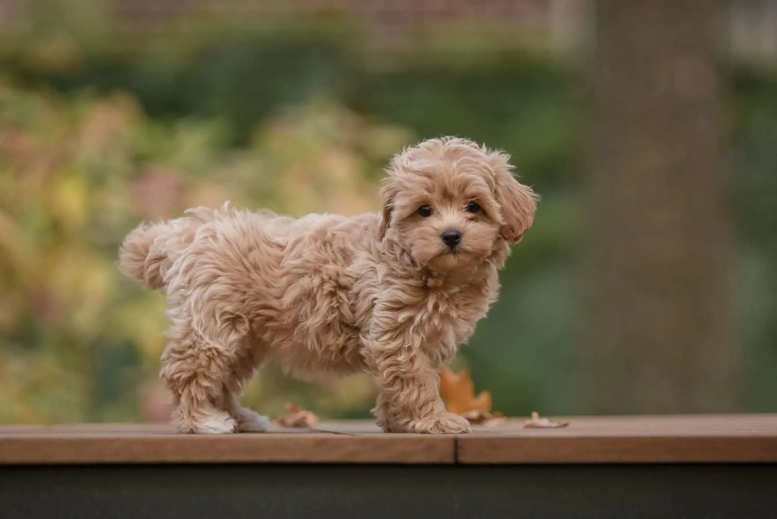 Adorable Maltese and Poodle mix puppy standing over the platform