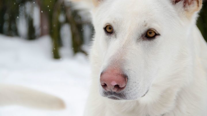 are white german shepherds deaf