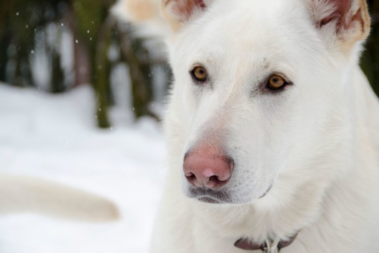 portrait of an albino german shepherd in a close up image