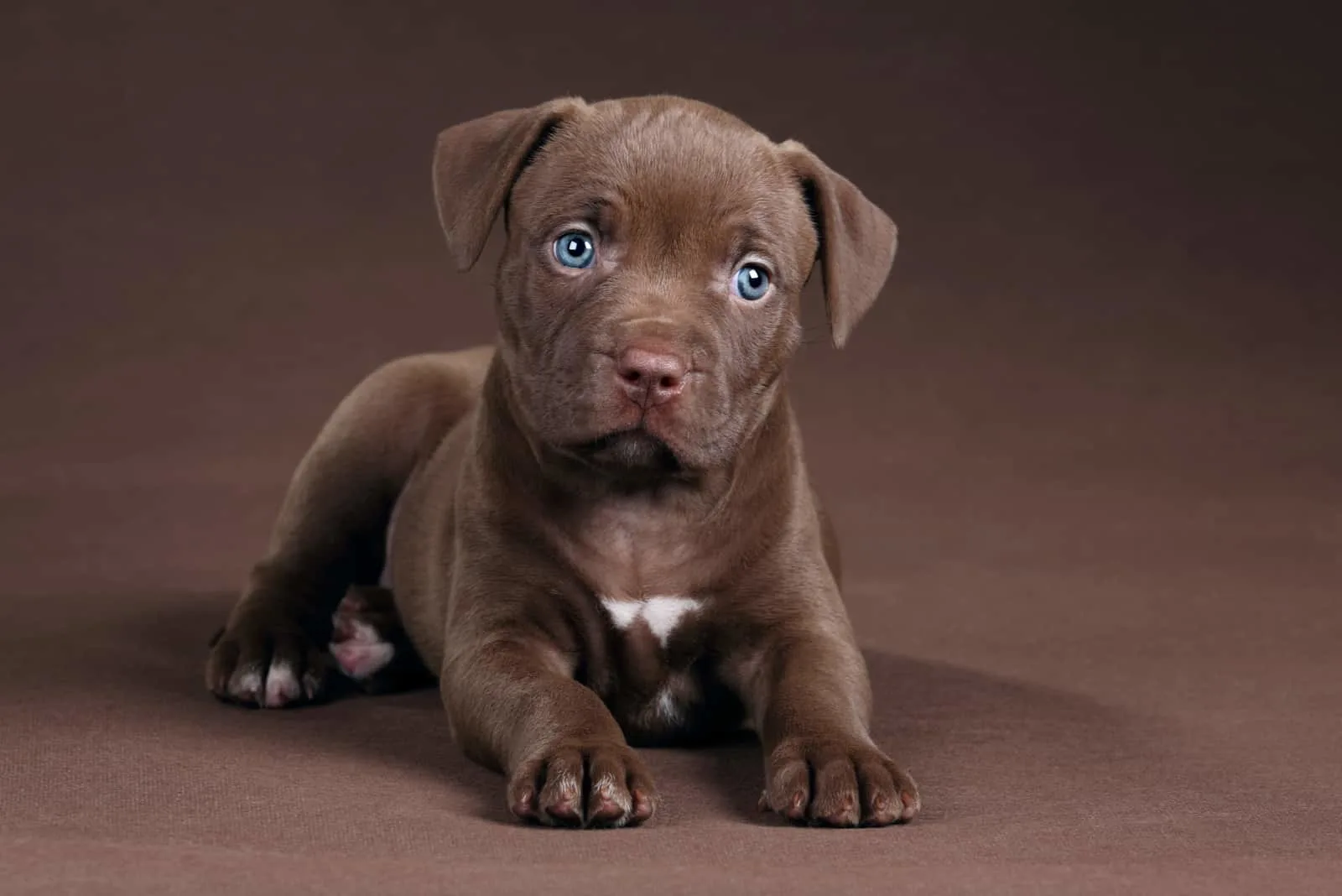 American Pit Bull Terrier little puppy