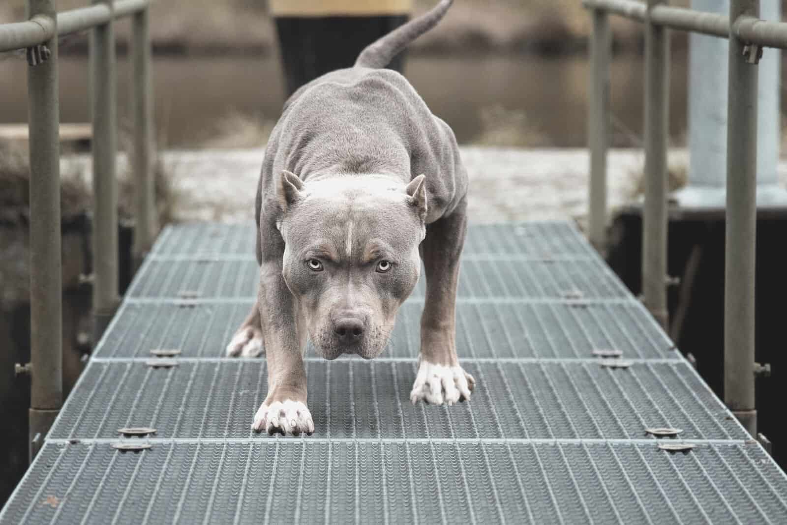 Angry Pitbull American Bully standing in the middle of a metal bridge