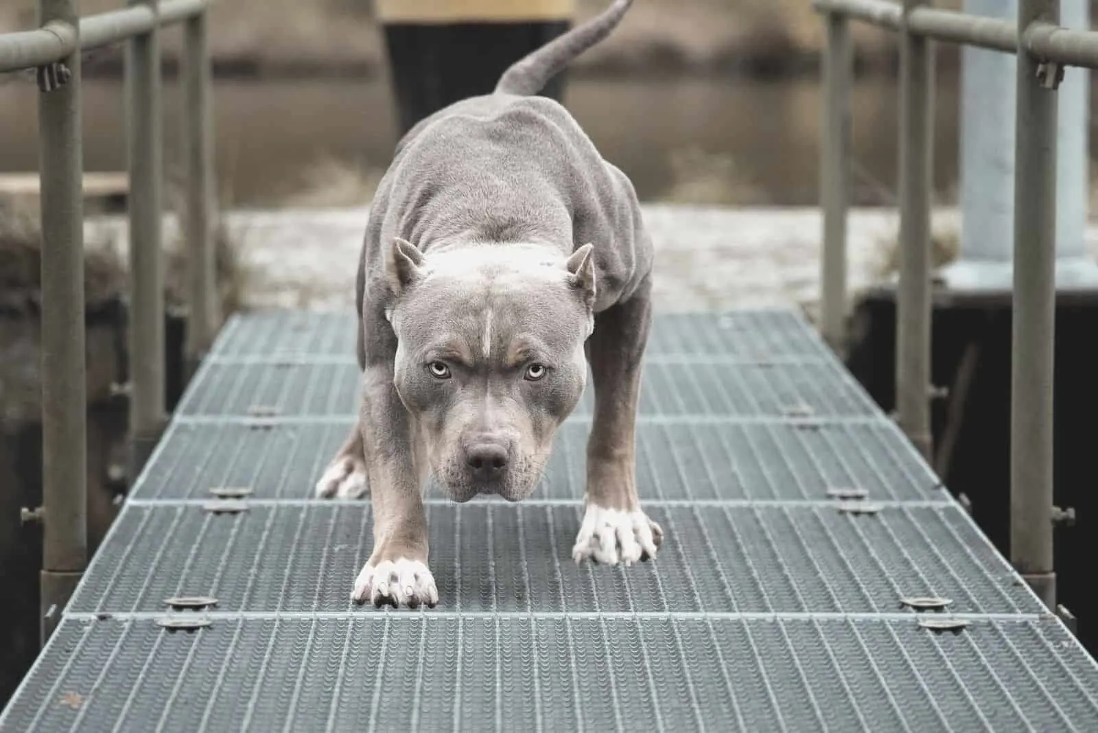 Angry Pitbull American Bully standing in the middle of a metal bridge