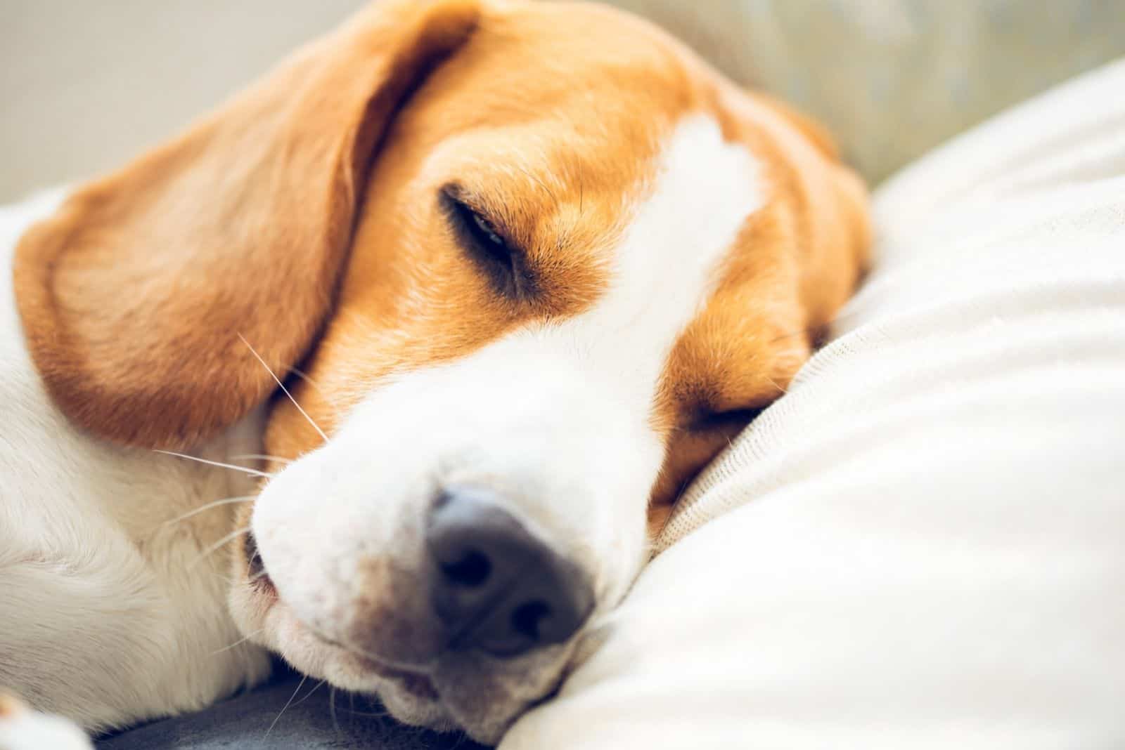 Beagle dog sleeping with pillow on a headshot
