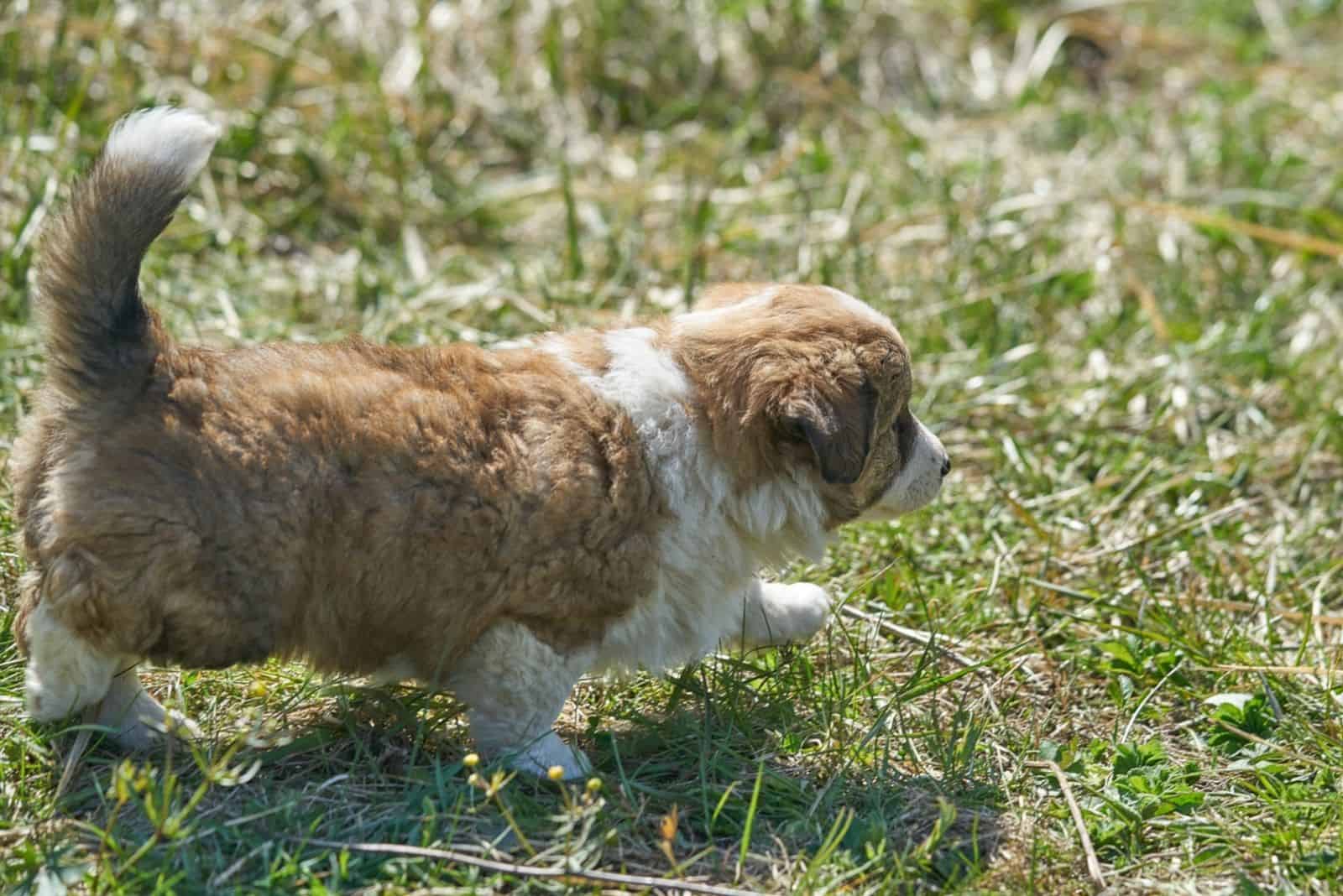 Beagle puppy walking in the meadow