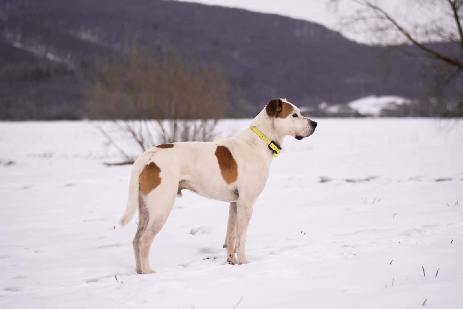 Beautiful american pitbull terrier standing in the snow in sideview