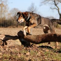 large belgian malinois lab mixed dog is jumping over a large tree trunk in the forest