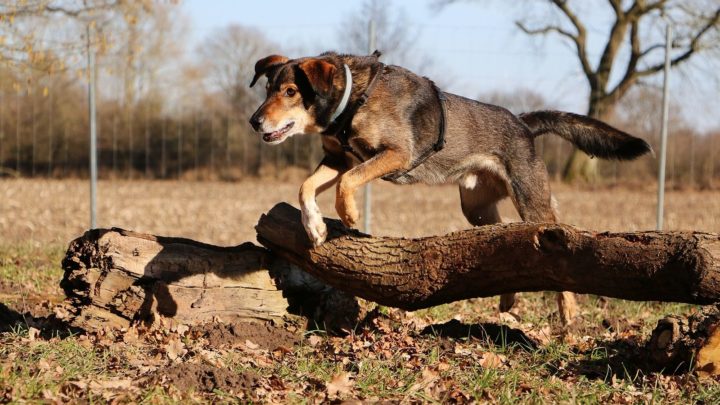 Belgian Malinois Lab Mix: What To Expect From A Hybrid Dog