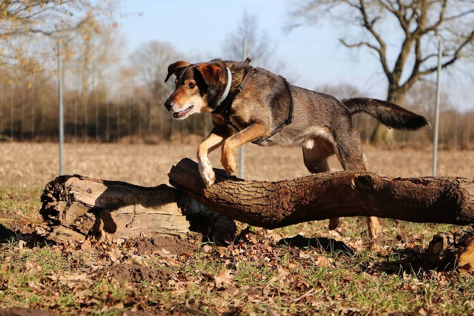large belgian malinois lab mixed dog is jumping over a large tree trunk in the forest