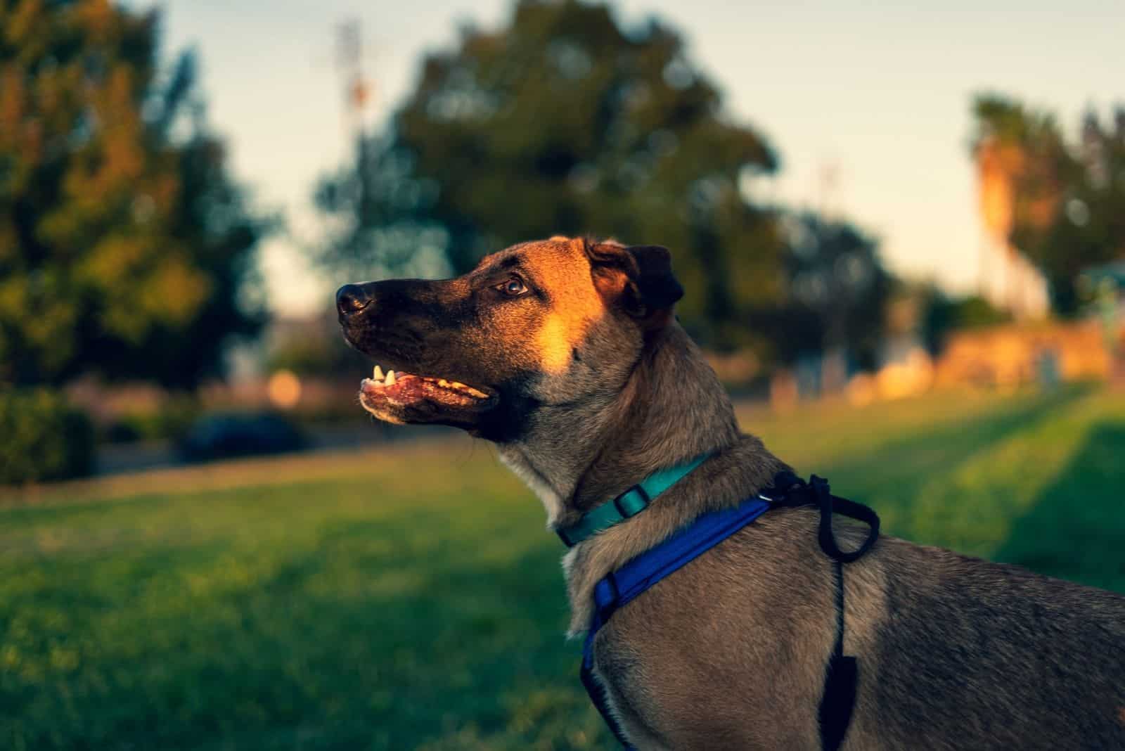 Belgian Malinois Lab Mix dog sitting in sideviews outdoors