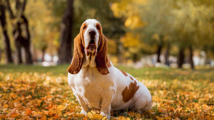 Best Basset Hound Rescues For Adoption: 26 Organizations From All Over The USA