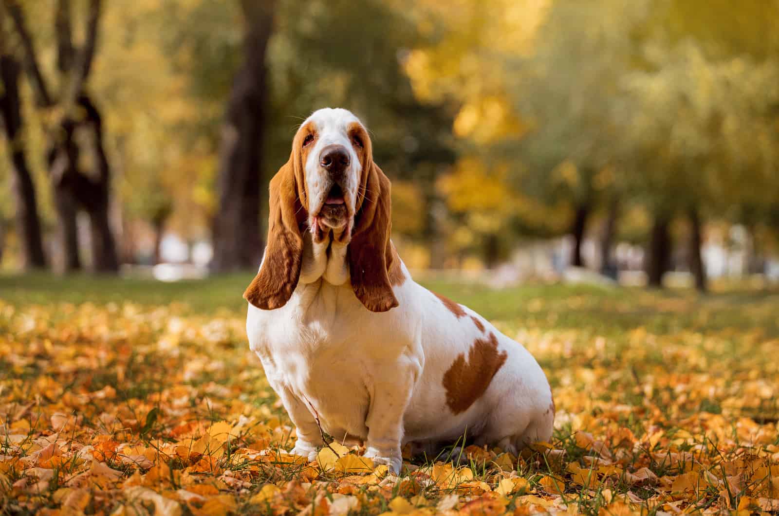 basset hound surrounded by autumn leaves