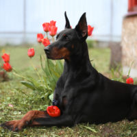 cute Doberman in tulips