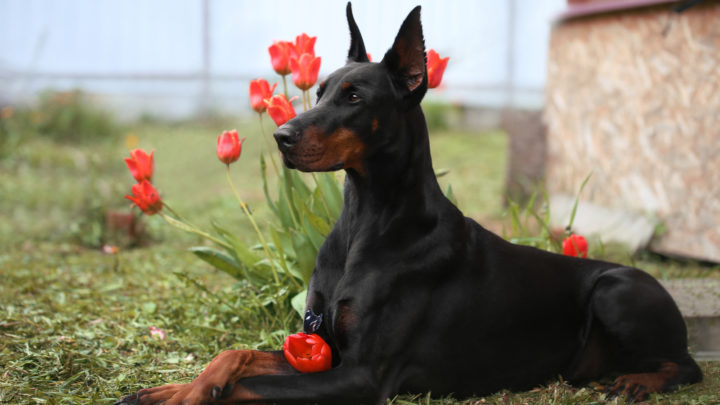 Best Brush For Doberman Pinscher: 12 Picks To Choose From